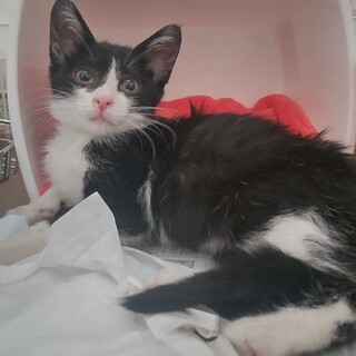 元気いっぱい！カナちゃん