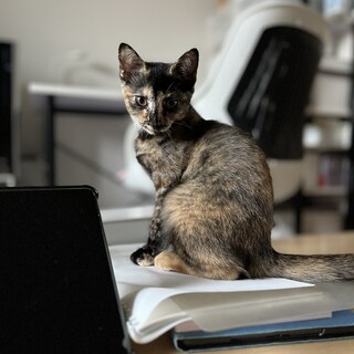 元気なサビ猫ちゃん　幸運を引っかけてくる鍵しっぽ