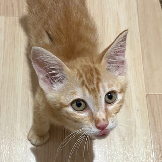 甘えん坊のジャックくん