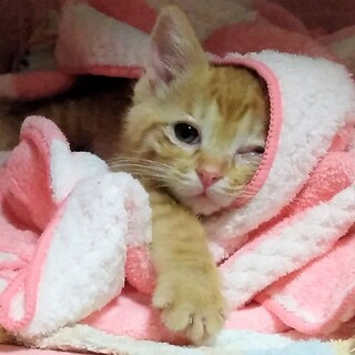 障害ありでも元気印！茶トラ女子なっちゃん