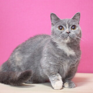 マンチカン短足女の子????