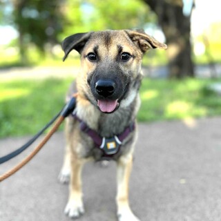 人懐こく優しい鼻黒の男の子、貫太郎くん♪