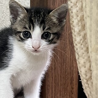 サバ白の可愛すぎる子猫