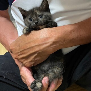 元気いっぱいの女の子