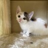 【兄弟譲渡②】ミケトラちゃん サムネイル2
