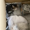 兄妹猫ちゃんです♡
