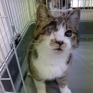 人馴れ抜群！甘えん坊の男の子★アメくん