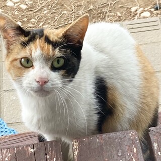 美猫の三毛ママちゃん★１歳女の子