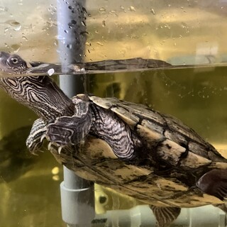 水性カメ　チズガメ　雌雄不明