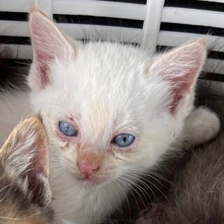 シャム猫っぽい、いなりちゃん