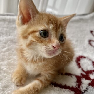 車のボンネットから奇跡の救出、ブルーアイ茶トラ君