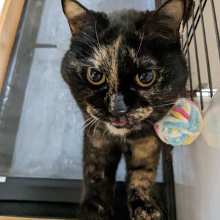 ストーカーで甘えん坊のアミちゃん