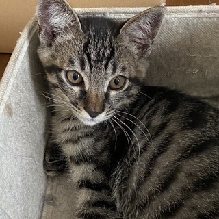 家族募集します。