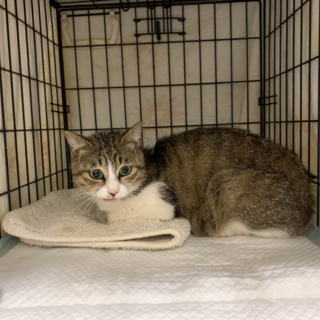 トライアル中　慣れ慣れ❤️キジ白女子あつこ