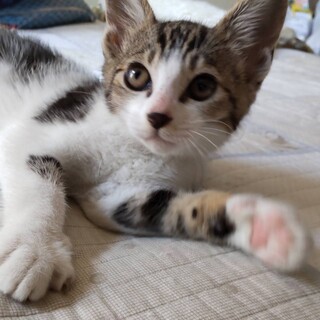 保護しました。