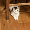 ワケン