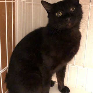 子育て頑張ったママ猫の『つばきちゃん』