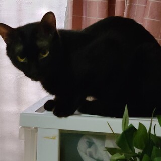 可愛い黒猫の男の子