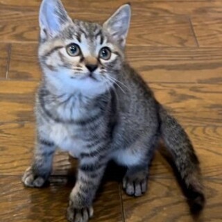 人も猫も犬も大好きな２ヶ月女子