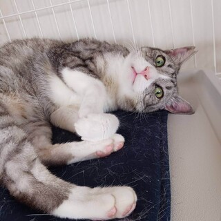 奄美大島出身人なつっこい美猫マーシーくん