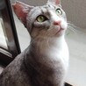 奄美大島出身人なつっこい美猫マーシーくん サムネイル4