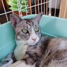 奄美大島出身人なつっこい美猫マーシーくん サムネイル5