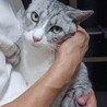 奄美大島出身人なつっこい美猫マーシーくん サムネイル6