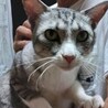 奄美大島出身人なつっこい美猫マーシーくん サムネイル7