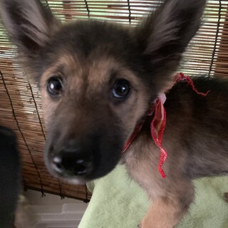 ミルク飲み仔犬ちゃん3