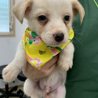 プリティ仔犬ちゃん
