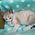 生後2ヶ月子猫 男の子