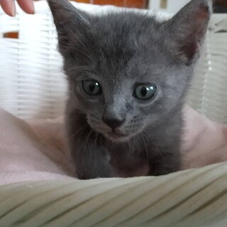 ありがとうございました★ロシアンふうのエリンちゃん