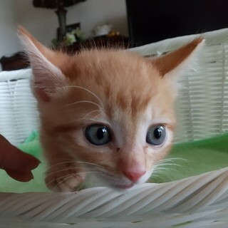 ありがとうございました★可愛い茶虎のプリンくん