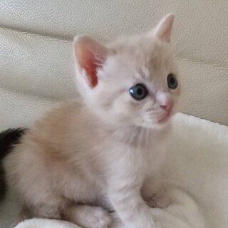 ありがとうございました★クリーム色のポリンくん