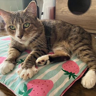 ノルウェージャンとベンガルのMIX♀オトナ