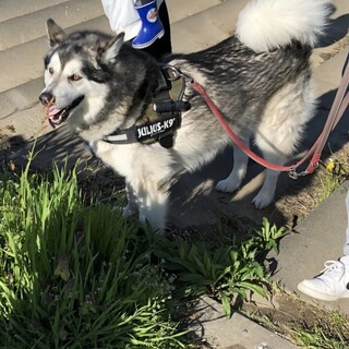 寂しがりやのマラミュート