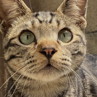飼い主さんの死去により残された猫達