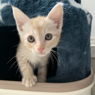 薄茶トラ美男子子猫のルシオル(仮)君