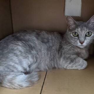 桜耳のママさん