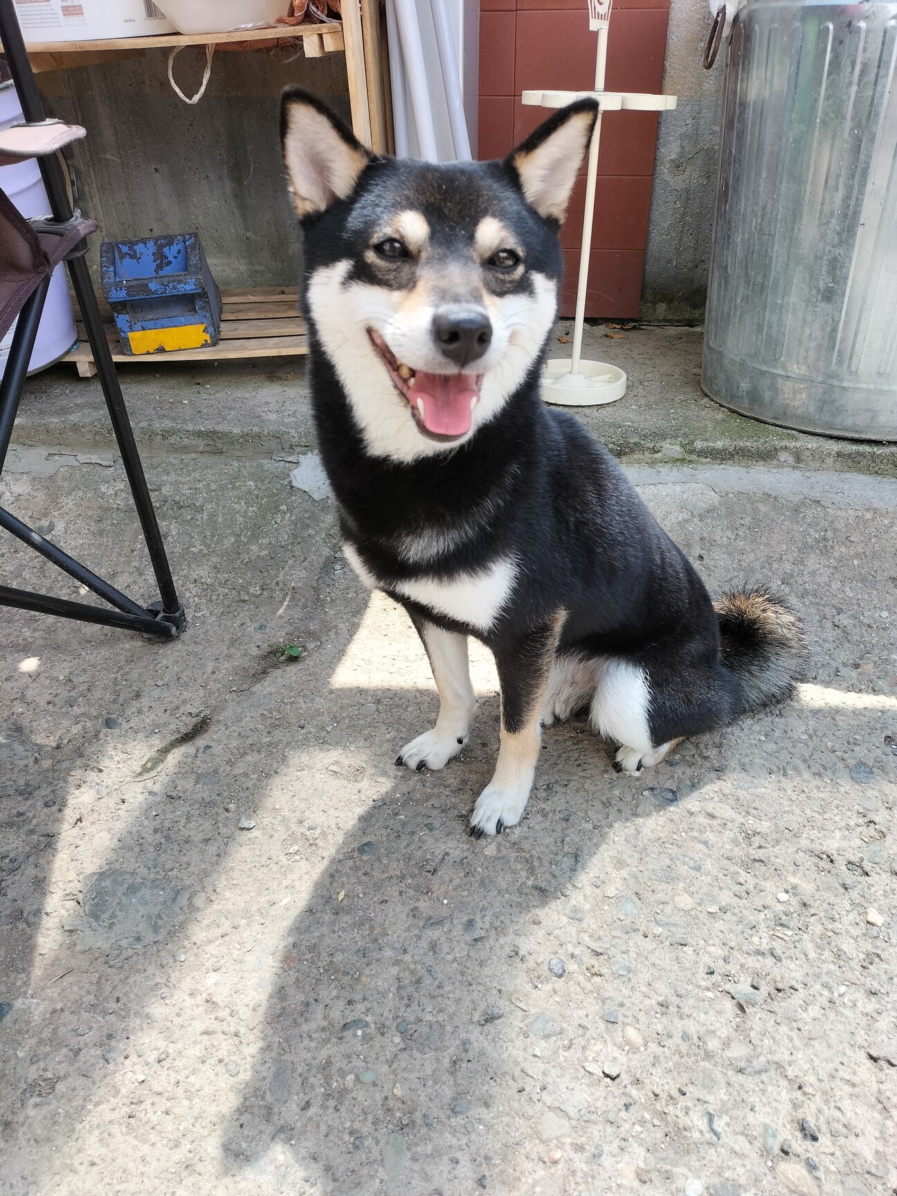 黒柴 女の子♀ 2歳 」宮城県 - 犬の里親募集(460094) :: ペットの