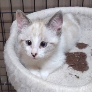 白系パステル女子☆さきちゃん