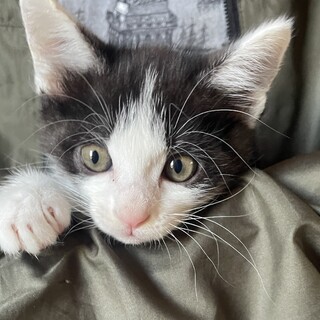 甘ったれハチワレボーイ梅生くん☆