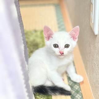 ボール遊びの名人♡チロくん