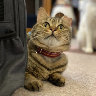 すべてがまんまる　粋(すい)ちゃん