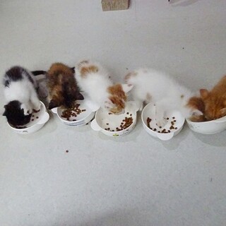 【動画】溝の中に落ちていた１か月の子猫の兄弟