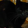 28日最終‼処分対象・飼主持込♀黒猫・命繋げたい サムネイル2