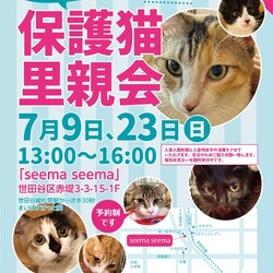 【要予約】しゃーねこ家保護猫譲渡会！ サムネイル1