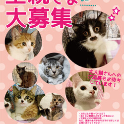 【要予約】しゃーねこ家保護猫譲渡会！ サムネイル2