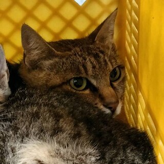 処分対象28日最終‼飼主持込♀キジトラ2