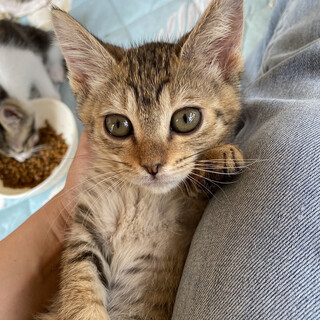  人間大好き♪超甘えん坊！キジトラ子猫